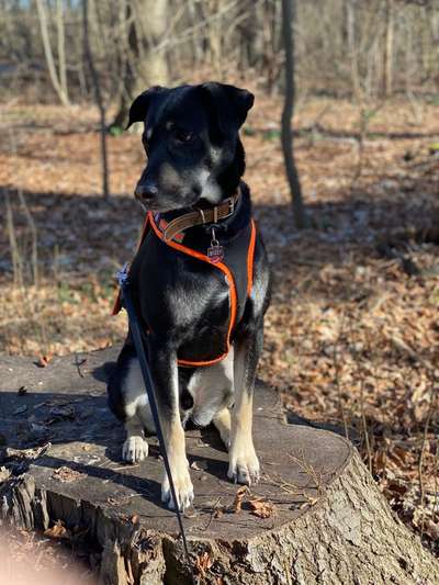 Seltene Rassen!-Beitrag-Bild