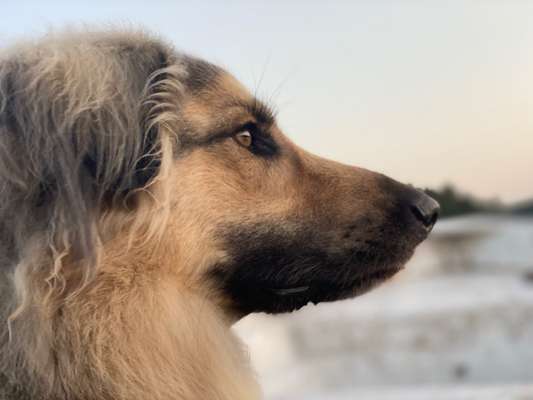 Dogorama Foto Aktion - Dein Hund im Dogorama Büro-Beitrag-Bild