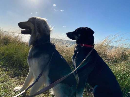 Dein Hund im Dogorama-Kalender 2021-Beitrag-Bild