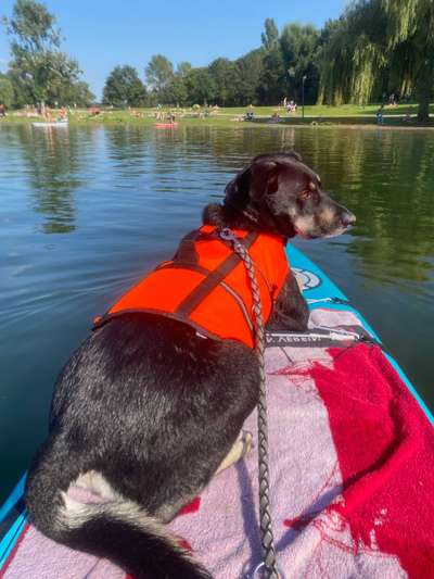 Dogorama Foto Aktion - Dein Hund im Dogorama Büro-Beitrag-Bild