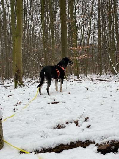 Schönsten Schnee Videos/Bilder-Beitrag-Bild