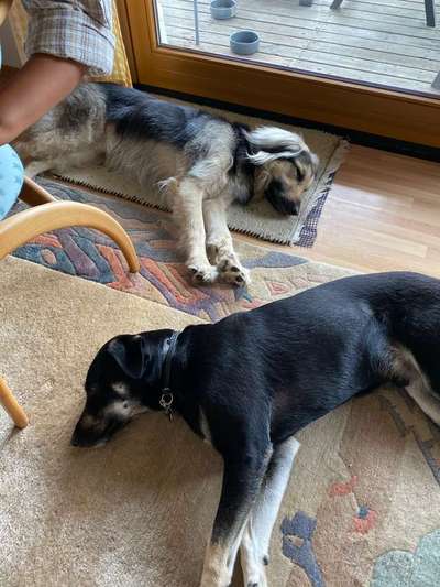 Mehrere Hunde zuhause !-Beitrag-Bild