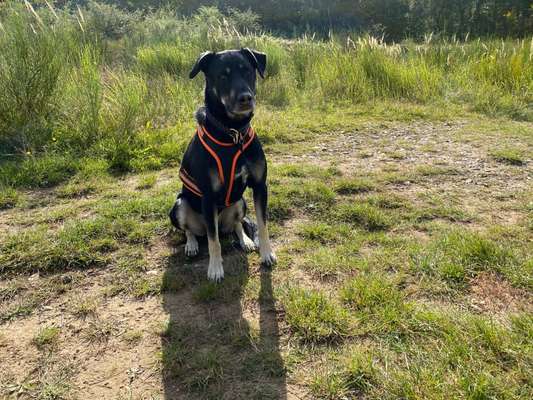 Die Dogorama Kalender Challenge Titelbild-Beitrag-Bild