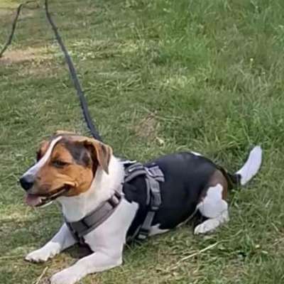 Hundetreffen-Suche netten Kontakt zum Gassi gehen in Neuenhagen-Bild