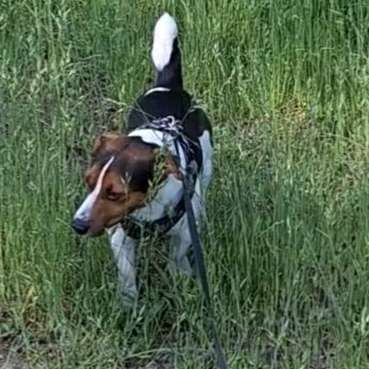 Hundetreffen-Suche spielkumpel für mein Jack Russell Rüde-Bild