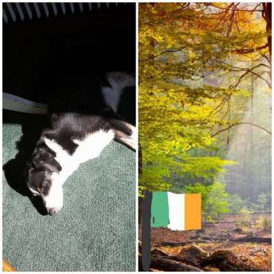 Wie heißt dein Hund?-Beitrag-Bild