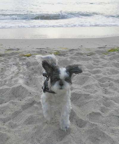 Dogorama-Monats-Challenge-Mai "Wasser"-Beitrag-Bild