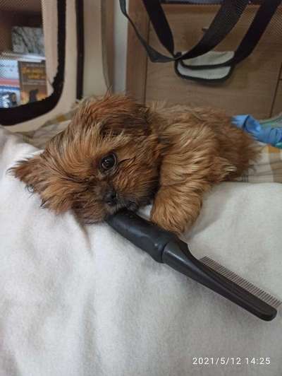 Welpen Bilder !-Beitrag-Bild