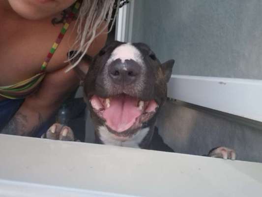 Handy Foto Challange Nr. 46  Happy Dog-Beitrag-Bild