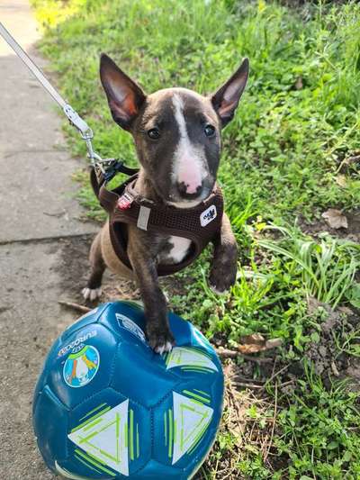 Welpen Bilder !-Beitrag-Bild