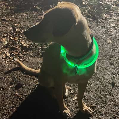 Hundetreffen-Gemeinsame Gassi-Runde im Bellheimer Wald-Bild