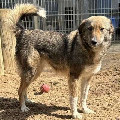 Suchmeldung-Leyla-Bild
