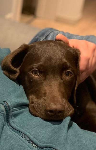 Handy Foto Challange Nr. 46  Happy Dog-Beitrag-Bild