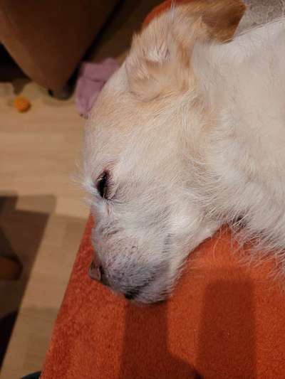 Hundetreffen-Spazieren mit Freilauf. Rüden am besten-Bild