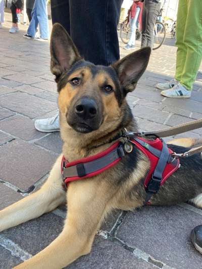 Mischlinge raten - Rätselspaß-Beitrag-Bild