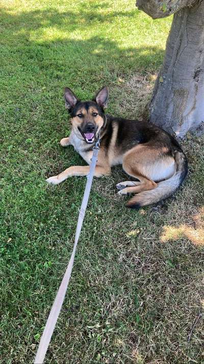 Mischlinge raten - Rätselspaß-Beitrag-Bild