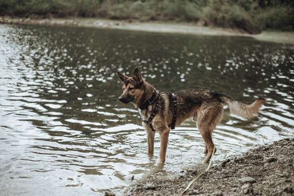 Ist das ein...?-Beitrag-Bild