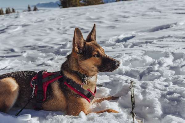 Ist das ein...?-Beitrag-Bild