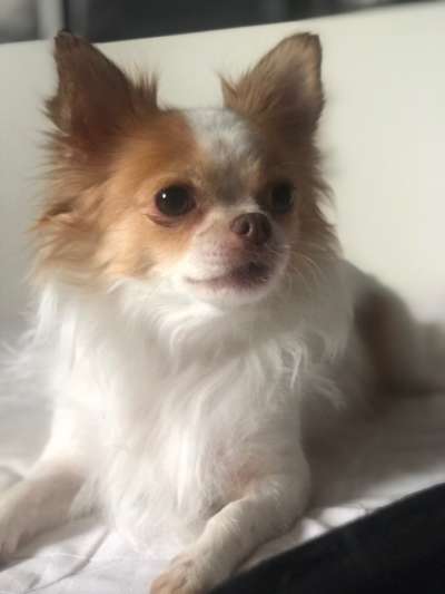 Wo sind die Chihuahua Besitzer ?-Beitrag-Bild