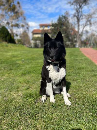 Hundetreffen-Spielrunde auf dem Hundeplatz im Stadtpark Werder-Bild