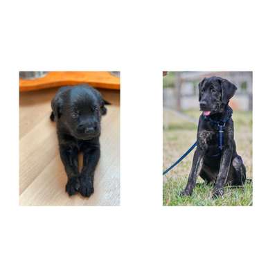 Welpen Bilder !-Beitrag-Bild