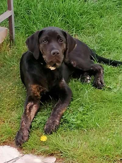 Labradorfans-Beitrag-Bild