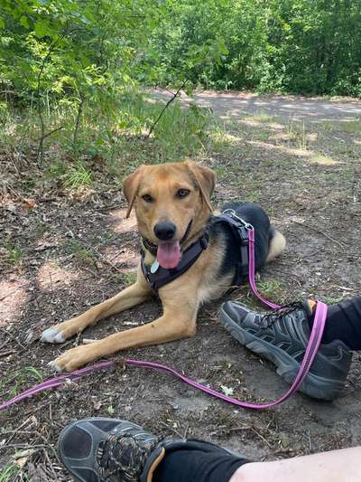 Hundetreffen-Gassirunde in der Umgebung von Erzhausen-Bild