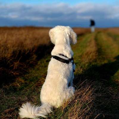 Hundetreffen-Training/Ruhe/Spaß-Bild