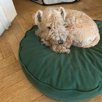 Hundetreffen-Lakeland Terrier-Bild