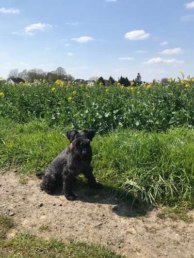 Zwergschnauzer gesucht-Beitrag-Bild