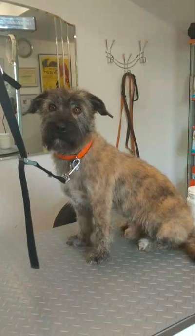 Furminator - Fellpflege beim Welpen-Beitrag-Bild