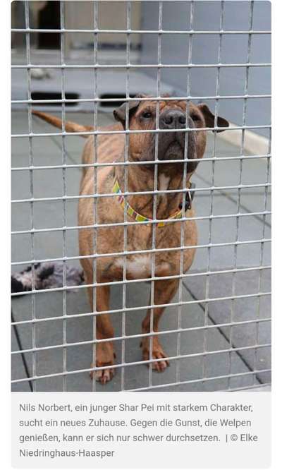 Lustige Hundenamen-Beitrag-Bild