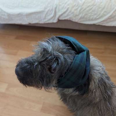 🎆🚫 Silvesterverbot in den Niederlanden! Was denkst du darüber?-Beitrag-Bild