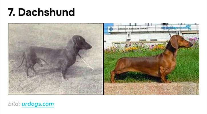 Große Dackel-Parade in Regensburg geplant - Was denkt ihr?-Beitrag-Bild