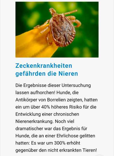 Angehendes Nierenversagen 2 Jähriger Rüde-Beitrag-Bild