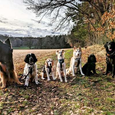 Hundeschulen-Watt'n Snüffler-Bild