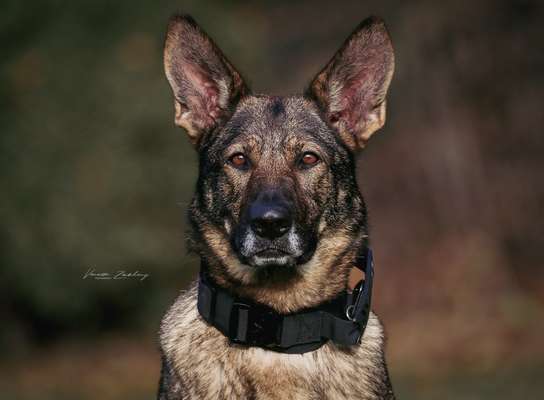 Deutsche Schäferhunde, Belgische Schäferhunde.-Beitrag-Bild