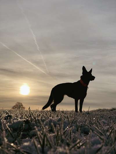 Hundetreffen-Gemeinsames Training, gemeinsame Spaziergänge oder Social Walks-Bild