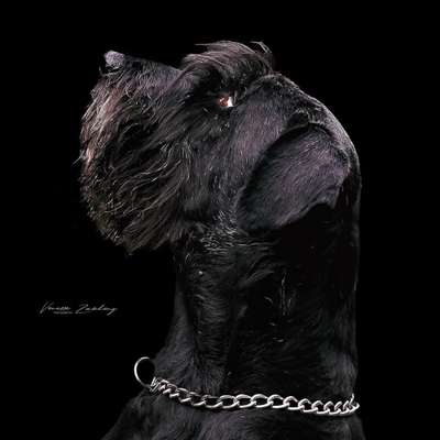 Hundetreffen-Fotoshooting von Mensch und Hund-Bild