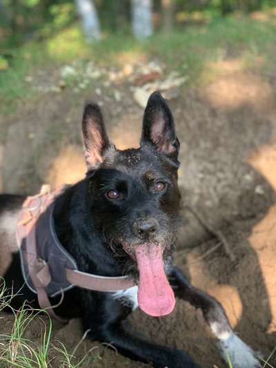 Hund aus dem Spanischen Tierschutz-Beitrag-Bild