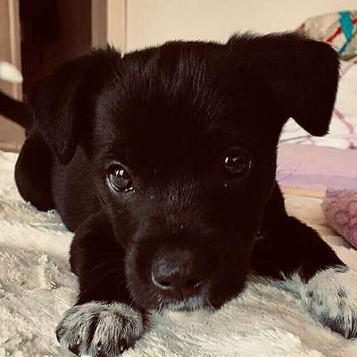 Hund aus dem Spanischen Tierschutz-Beitrag-Bild