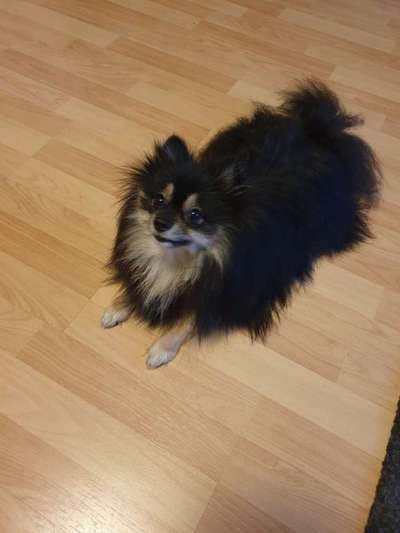 Pomeranian-Beitrag-Bild