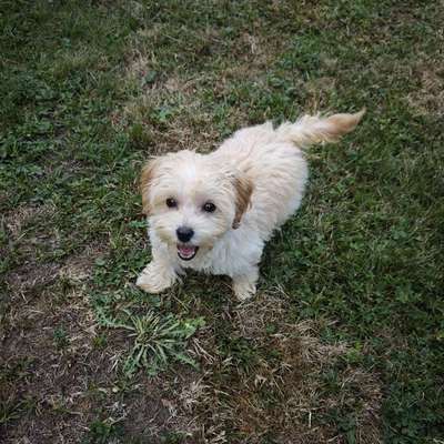 Hundetreffen-Freundliche kleine Hunde zum Spielen für Sunny gesucht-Bild