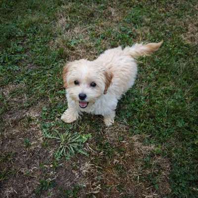 Hundetreffen-Gassi / Spieltreff-Bild