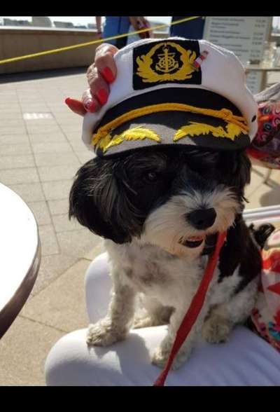 Welpen Bilder !-Beitrag-Bild