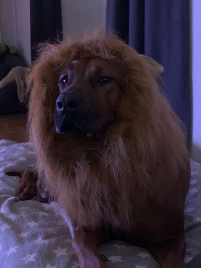 Rhodesian Ridgeback-Beitrag-Bild