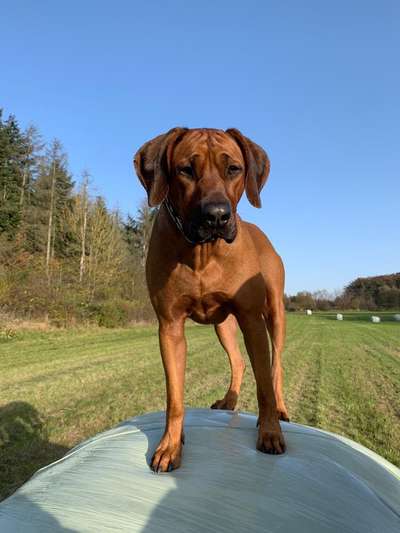 Rhodesian Ridgeback-Beitrag-Bild