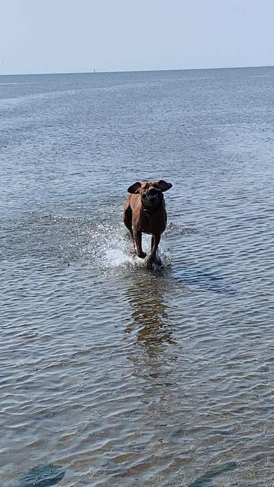 Rhodesian Ridgeback-Beitrag-Bild