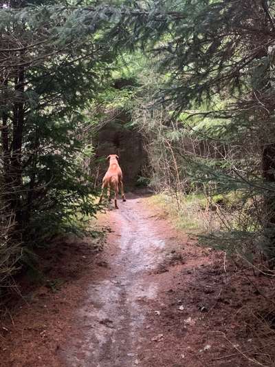 Rhodesian Ridgeback-Beitrag-Bild