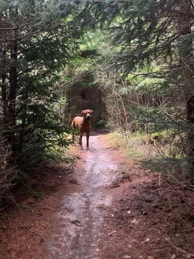 Rhodesian Ridgeback-Beitrag-Bild